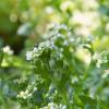 Bild loeffelkraut-cochlearia-officinalis-b_13354.jpg