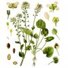 Bild loeffelkraut-cochlearia-officinalis.jpg