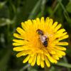 Bild loewenzahn_saatgut_d_11904.jpg