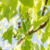 Bild lotusbeere-zuergelbaum_15274.jpg