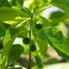 Bild lotusbeerenbaum-celtis-occidentalis_17826.jpg