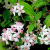 Bild maiblumenstrauch-deutzia-hybrida-mont-rose-pflanze_16388.jpg