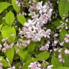 Bild maiblumenstrauch-deutzie-mont-rose-pflanze_16288.jpg