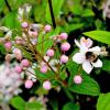 Bild maiblumenstrauch-deutzie-mont-rose-pflanze_16389.jpg