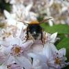 Bild maiblumenstrauch-deutzie-mont-rose_16387.jpg