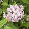 Bild maiblumenstrauch-mont-rose-pflanze_20464.jpg