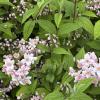 Bild maiblumenstrauch_deutzie-mont-rose-pflanze_20462.jpg