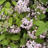 Bild maiblumenstrauch_mont-rose-pflanze_20463.jpg