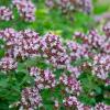 Bild majoran-dost-origanum-vulgare-ssp-vulgare.jpg