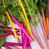 Bild: mangold_rainbow_2_22484.jpg 