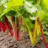 Bild: mangold_rainbow_4_22488.jpg 