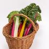 Bild: mangold_rainbow_5_22490.jpg 