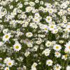 Bild margerite_chrysanthemum_leucanthemum_11610.jpg