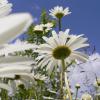 Bild margerite_chrysanthemum_leucanthemum_2_11611.jpg