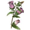 Bild marienglockenblume-campanula-medium-hof-jeebel.jpg
