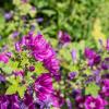 Bild mauretanische_malve_malva_sylvestris_ssp_mau_3_11838.jpg