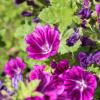 Bild mauretanische_malve_malva_sylvestris_ssp_mau_4_11839.jpg