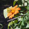 Bild mexikanische_sonnenblume_torch_tithonia_rotundifolia_a_12338.jpg