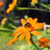 Bild mexikanische_sonnenblume_torch_tithonia_rotundifolia_e.jpg