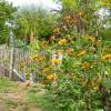 Bild mexikanische_sonnenblume_torch_tithonia_rotundifolia_f_12437.jpg