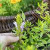 Bild mexikanischer-oregano-pflanze_20373.jpg