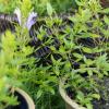 Bild mexikanischer_oregano_pflanze_20509.jpg