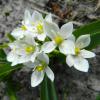Bild milchsterne-ornitogalum-balansae-blumenzwiebeln_15788.jpg
