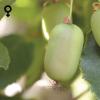 Bild mini-kiwi-super-jumbo-pflanzen_13845.jpg