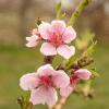 Bild mini-pfirsiche-pfirsichbaum-pflanzen_17225.jpg
