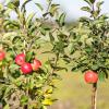 Bild miniapfel-gullivers-baum-pflanzen-biogartenversand_14770.jpg
