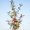 Bild miniapfel-gullivers-baum-pflanzen-hof-jeebel_14772.jpg