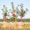 Bild miniapfel-gullivers-obstbaum-pflanzen-hof-jeebel_14126.jpg