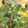 Bild minikiwi_issai_actinidia_arguta_b_12290.jpg