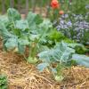 Bild mischkultur-salat-kohlrabi-noriko-sperrkraut_17045.jpg