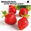 Bild mittelspaete-erdbeersorte-polka_20234.jpg