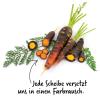 Bild: moehre-auslese-violett-orange-saatgut_19833.jpg 