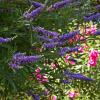 Bild: moenchspfeffer-keuschbaum-vitex-agnus-castus_16321.jpg 