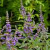Bild moenchspfeffer-pflanzen-keuschbaum-vitex-agnus-castus_13798.jpg