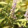 Bild moenchspfeffer-zierpflanzen-bienenfreundlich_17226.jpg