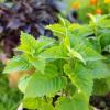 Bild monarde-indianernessel-pflanze_20378.jpg