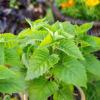 Bild monarde-indianernessel_pflanze_20519.jpg