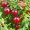 Bild moosbeeren-steven-cranberry-pflanzen_15754.jpg