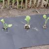 Bild mulchfolie-aus-naturpapier-biologisch-abbaubar_20331.jpg