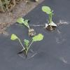 Bild mulchfolie_aus_naturpapier_biologisch-abbaubar_20328.jpg