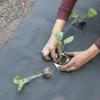 Bild mulchfolie_aus_naturpapier_biologisch_abbaubar_20327.jpg