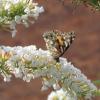 Bild nanho-white-schmetterlingsflieder-buddleja-davidii.jpg