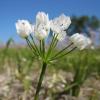Bild neapel-lauch-allium-cowanii-blumenzwiebeln-fruehblueher.jpg