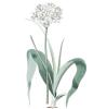 Bild neapel-lauch-allium-cowanii-zwiebeln_15783.jpg