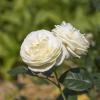 Bild nostalgie-strauchrose-artemis-biogartenversand_10507.jpg