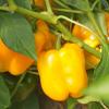 Bild orange-gelbe-paprika-afrodita-afrodite-bio-saatgut_12896.jpg